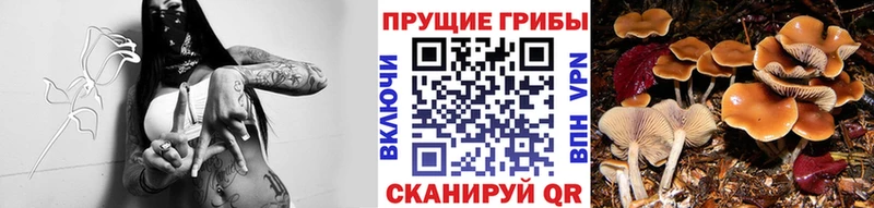 наркотики  мега маркетплейс  Псилоцибиновые грибы Psilocybe  Ржев 